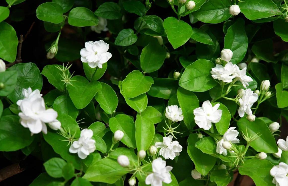 茉莉花适合在室内养吗