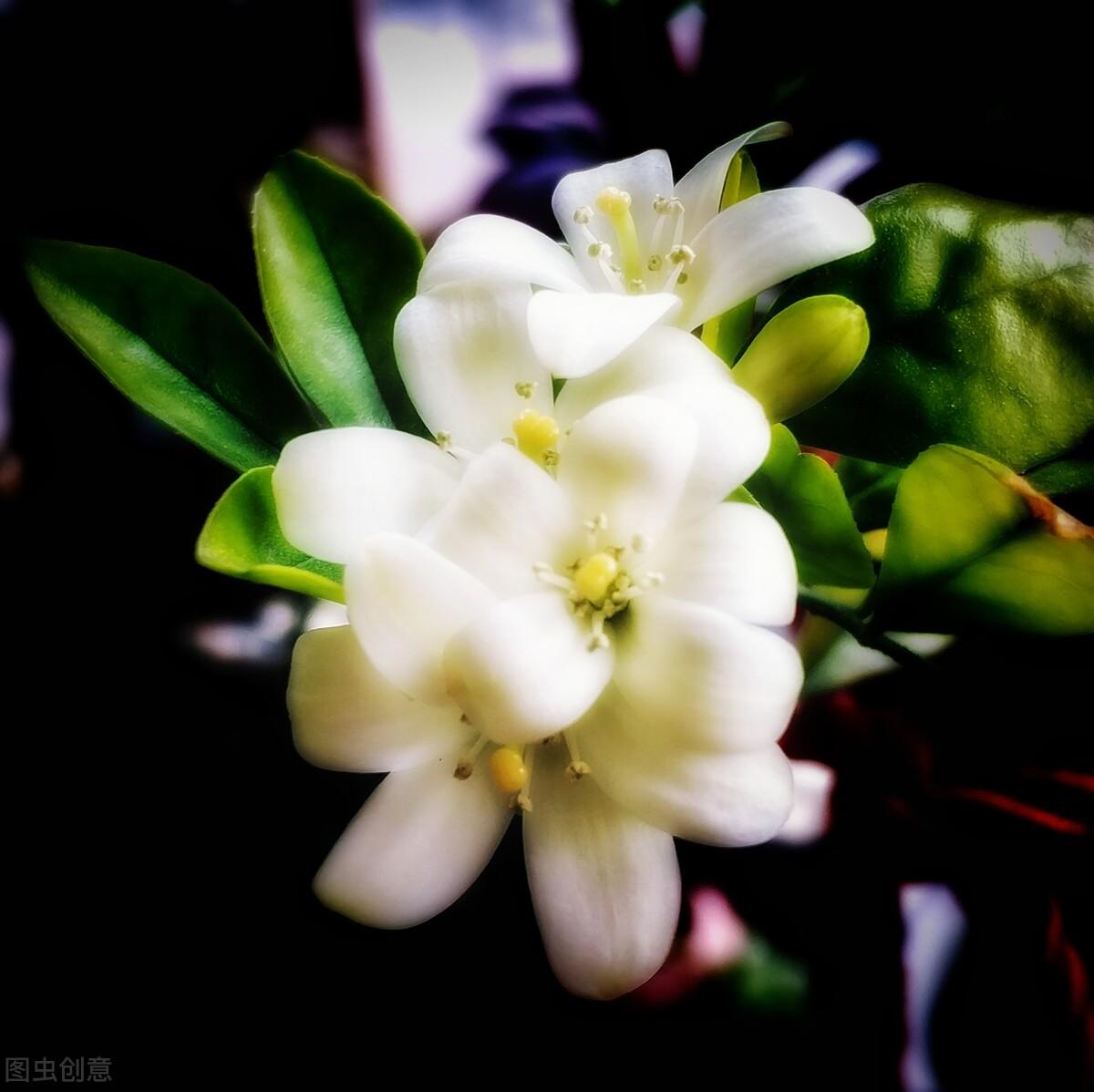 九里香几月开花结果