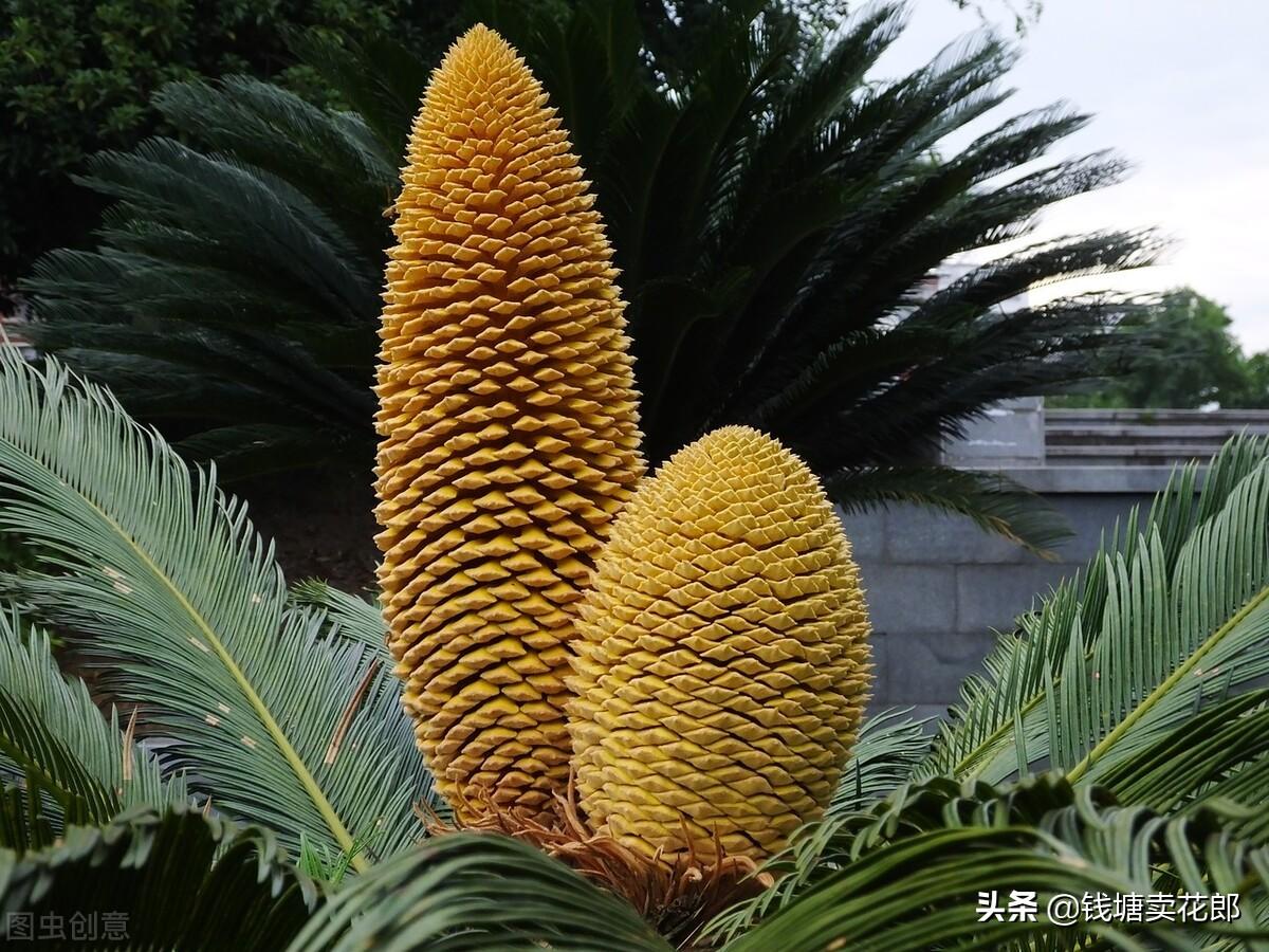 铁树发黄是什么原因造成的