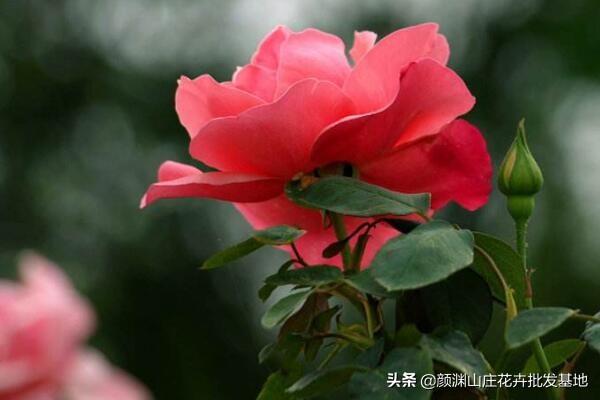玫瑰跟月季有啥区别
