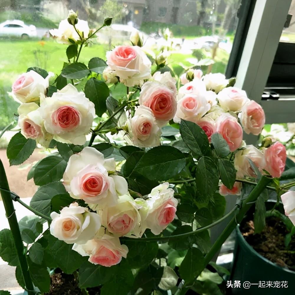 多头月季有哪些品种