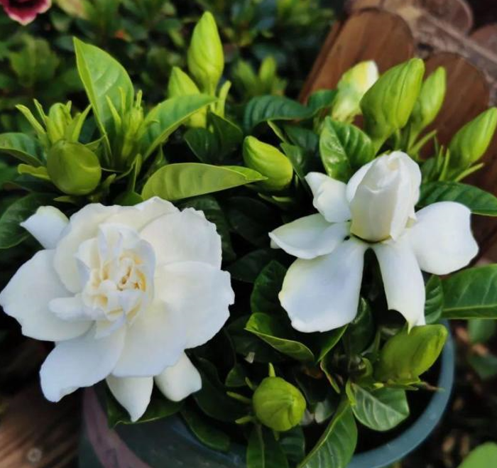 栀子花能种在家里吗
