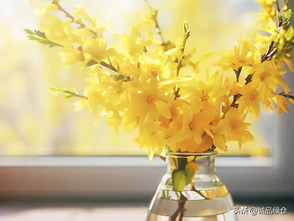 迎春花什么时候开花