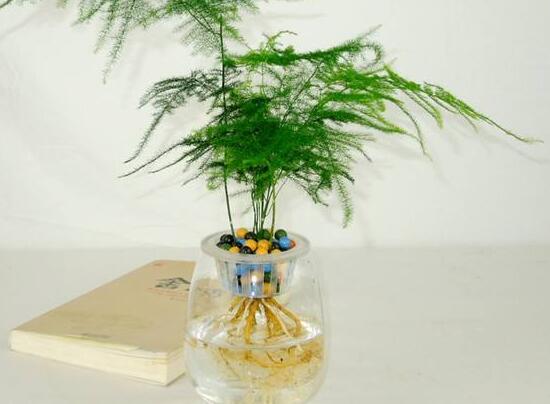 文竹可以水培吗