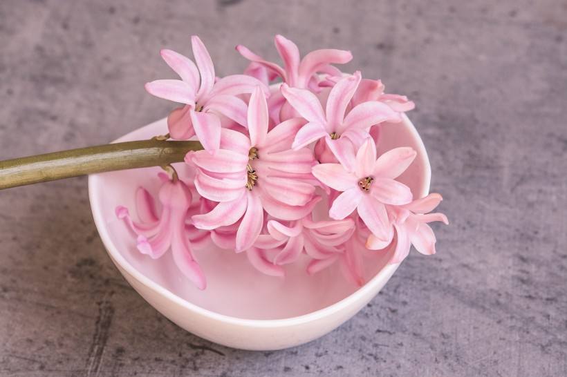 风信子的花语是什么