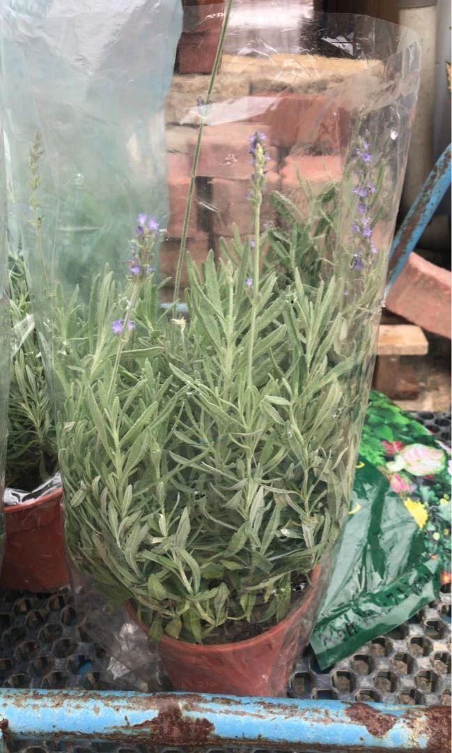 薰衣草的种植条件是什么
