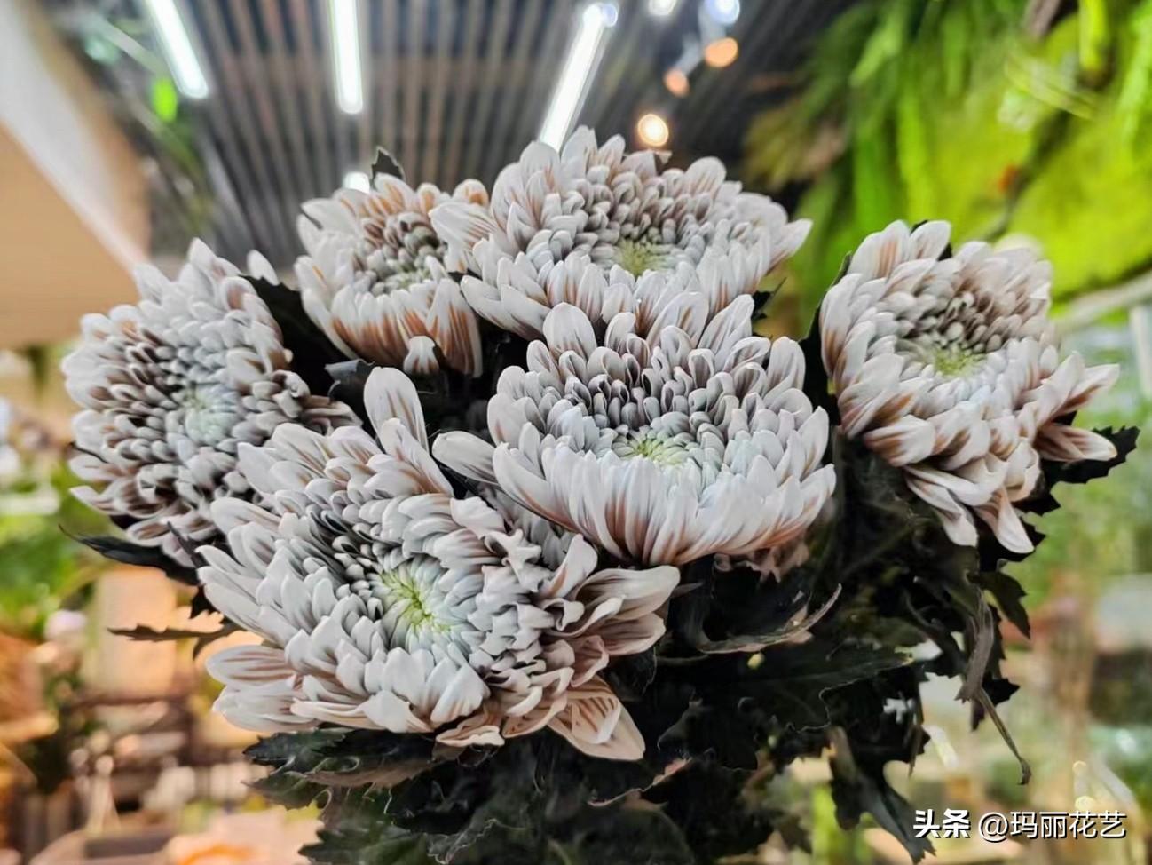 牡丹菊的花语和寓意