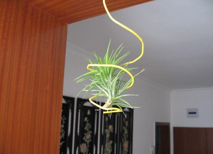 空气凤梨花怎么养殖