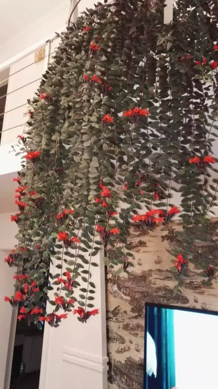 口红吊兰的寓意和象征风水
