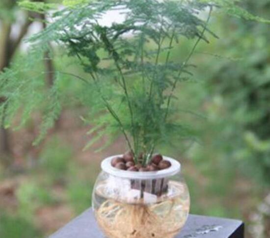水培文竹怎么养护