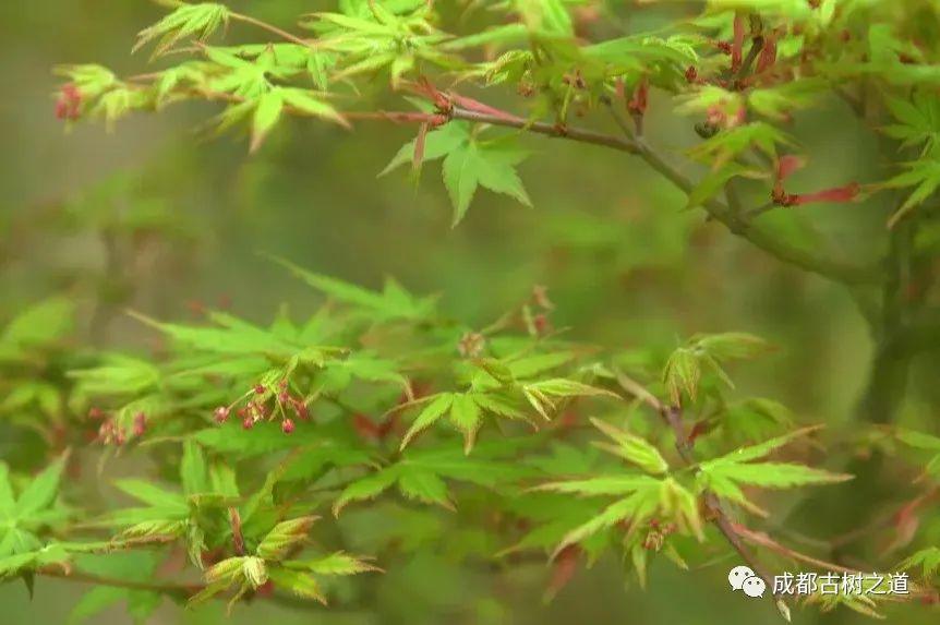 鸡爪槭树和红枫的区别是什么