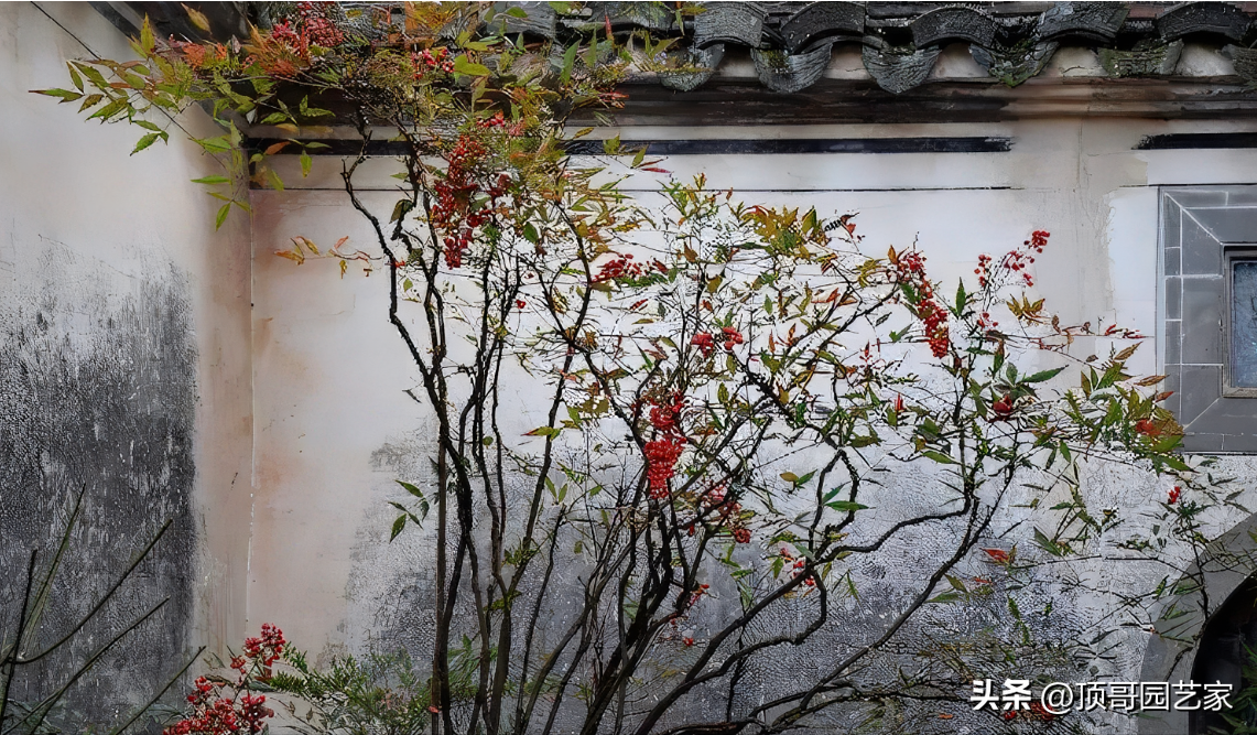 围栏种什么植物好看