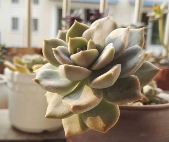 多肉植物有哪些类型