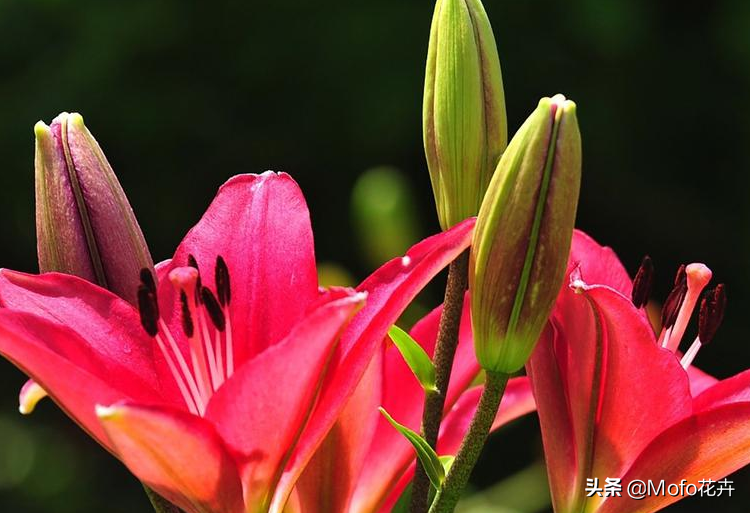 盆栽百合一年开几次花正常