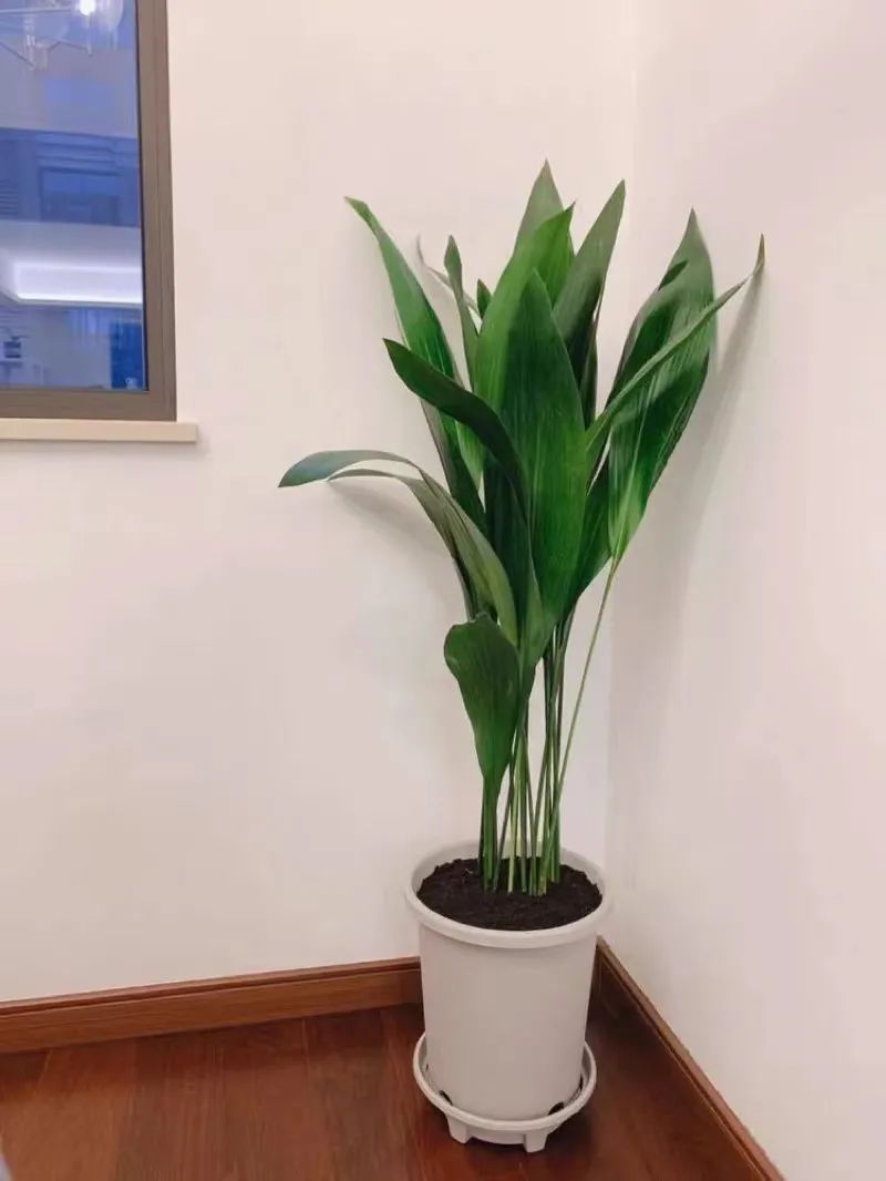 一叶兰耐寒吗多少度