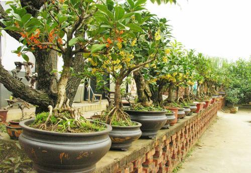 桂花6月份怎么会开花