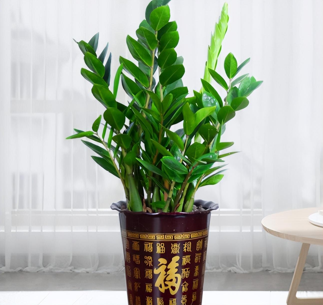 客厅适合摆放的十大植物