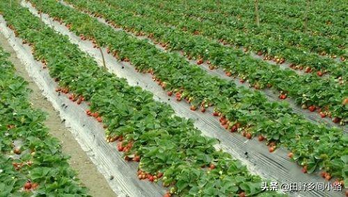 露天草莓种植技术与管理方法