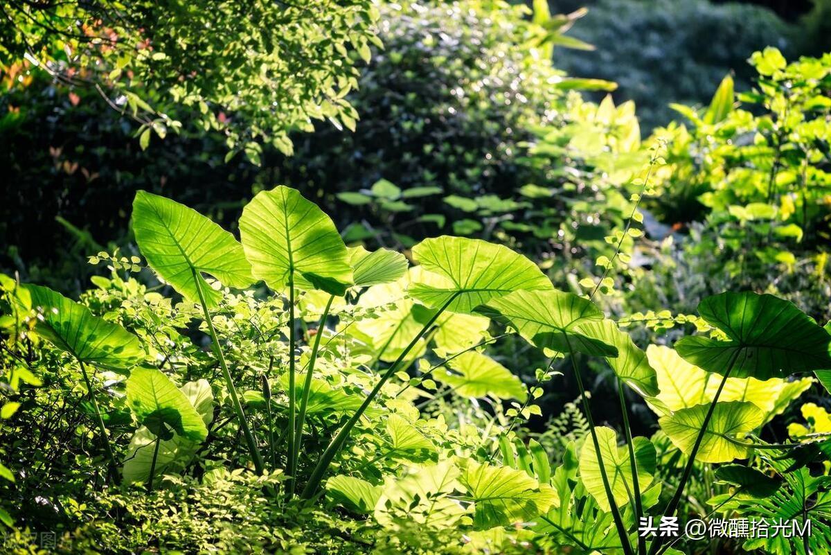 滴水观音果实有毒吗
