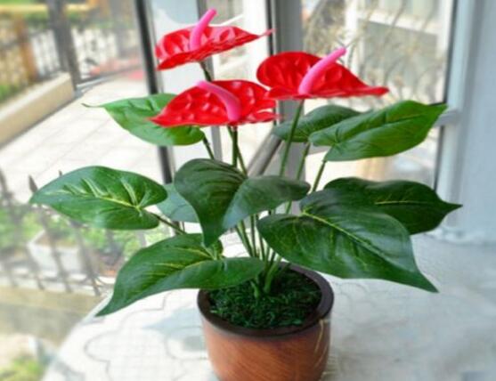 红掌的花语及寓意和故事介绍
