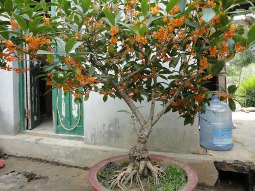 详细阅读:桂花6月份怎么会开花 桂花6月份怎么会开花