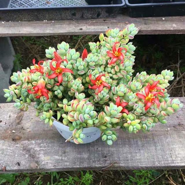 多肉植物浇水量是多少合适