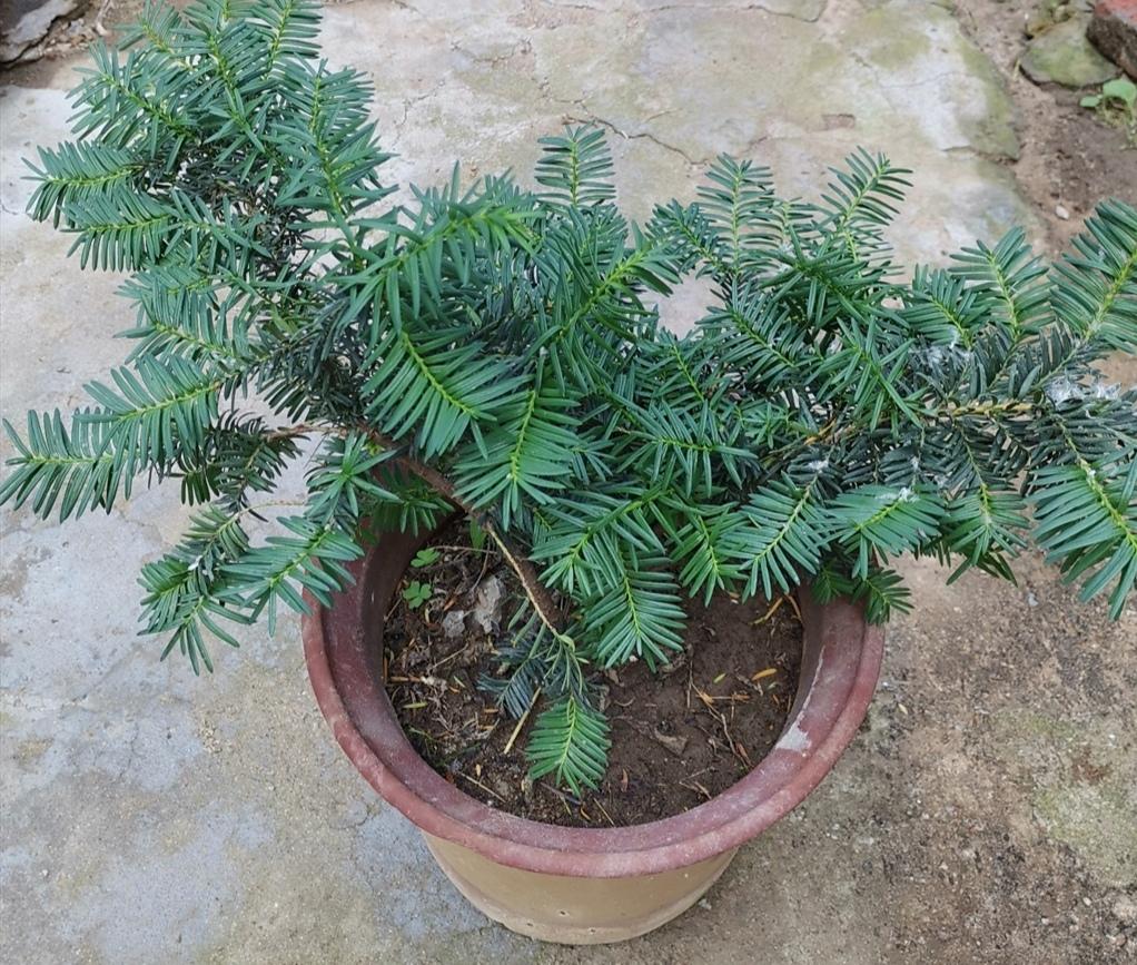 红豆杉在家怎么养护