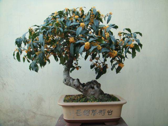 四季桂花盆栽的养殖方法