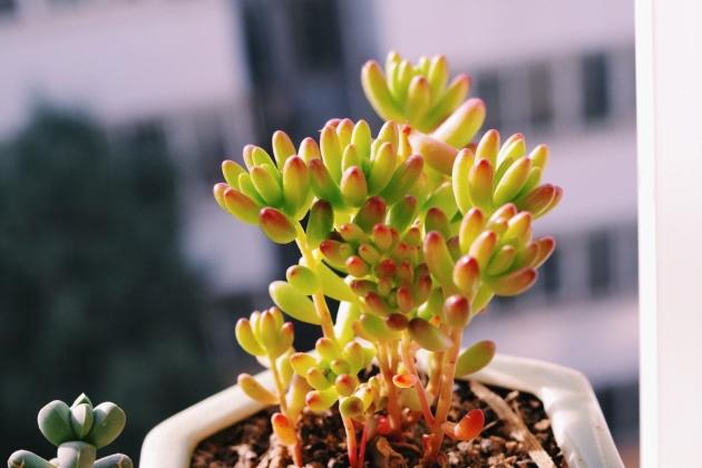 虹之玉锦掉叶子怎么办