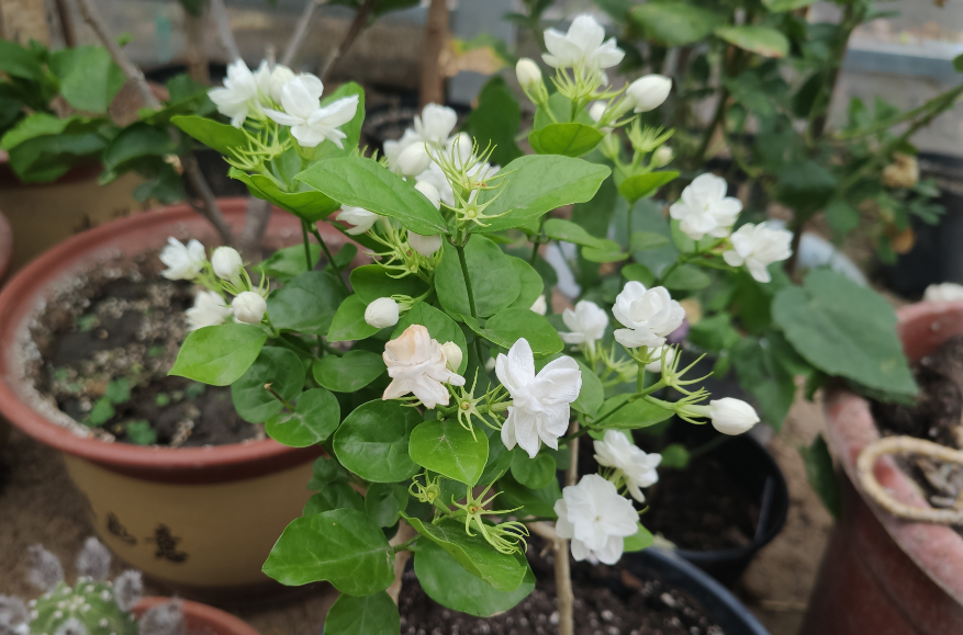 茉莉花怎样剪枝才能开花最旺
