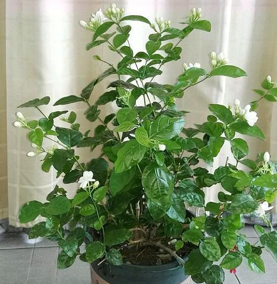 茉莉花掉叶子是怎么回事