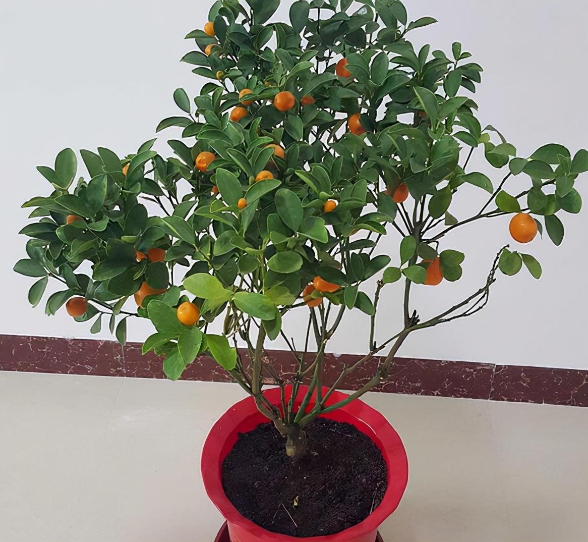 吉祥果盆景养殖方法