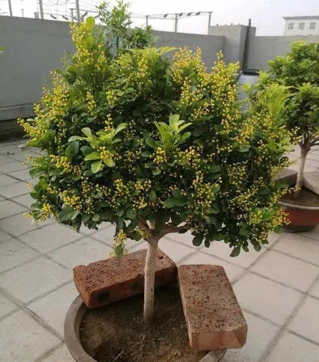 米兰花的养殖方法介绍