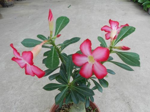 沙漠玫瑰几月份开花