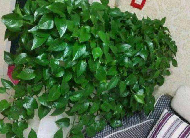 绿萝营养液的使用方法和用量