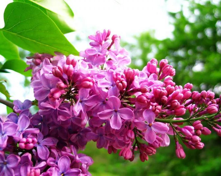 丁香花的象征意义是什么