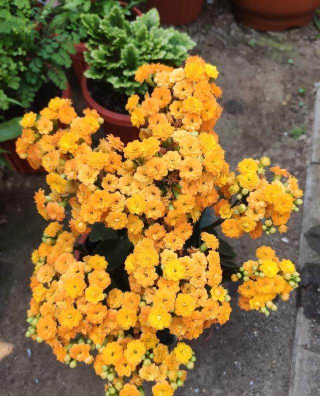 长寿花怎么养才旺盛呢