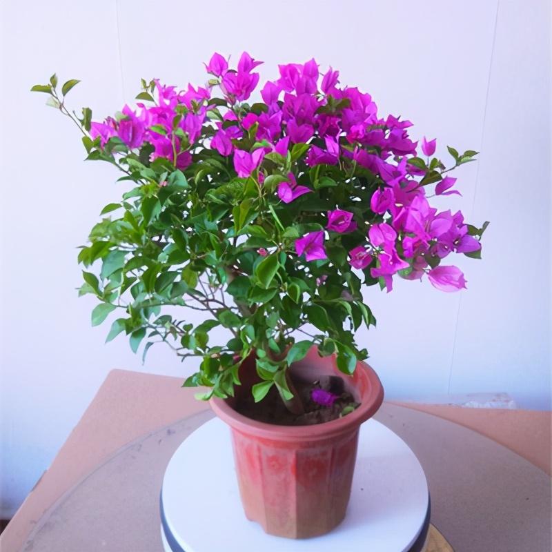 三角梅花期如何浇水施肥最好