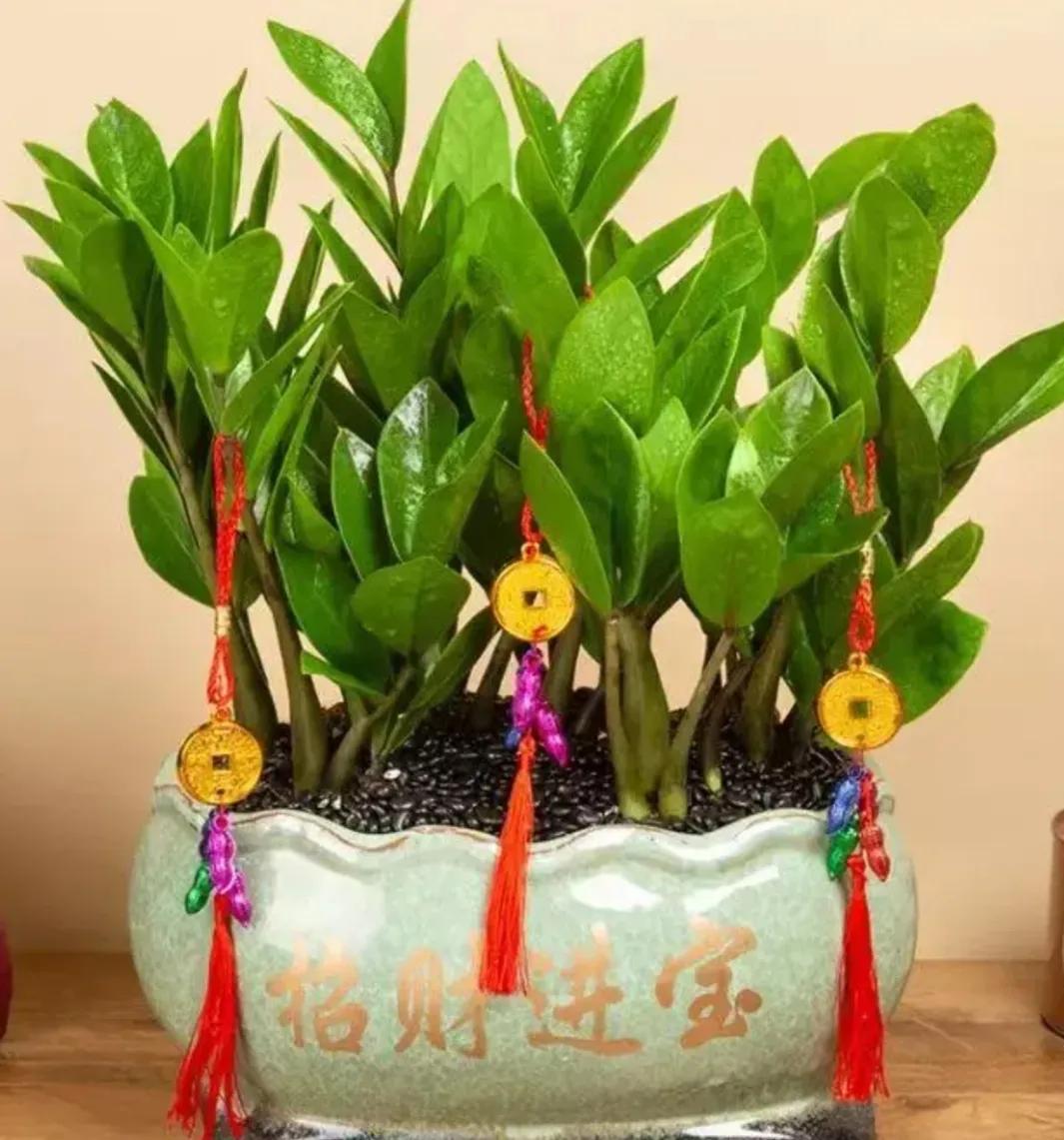 金钱树开花风水预兆是什么