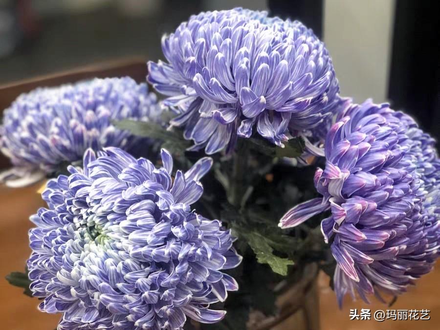 牡丹菊的花语和寓意