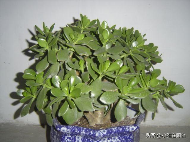 盆景植物造型制作方法有哪些