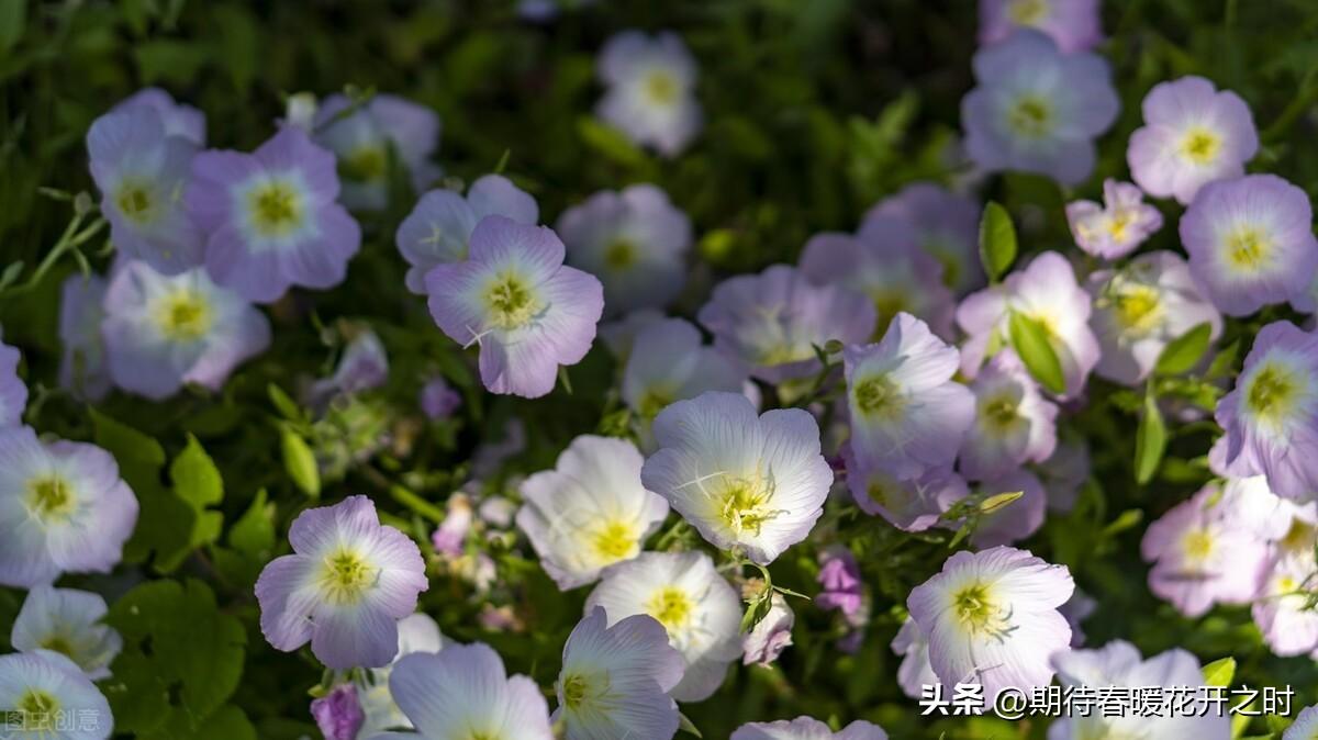 月见草的花语和象征