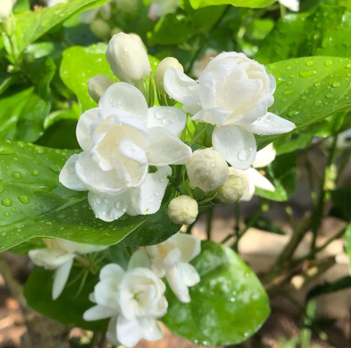 茉莉花怎样剪枝才能开花最旺