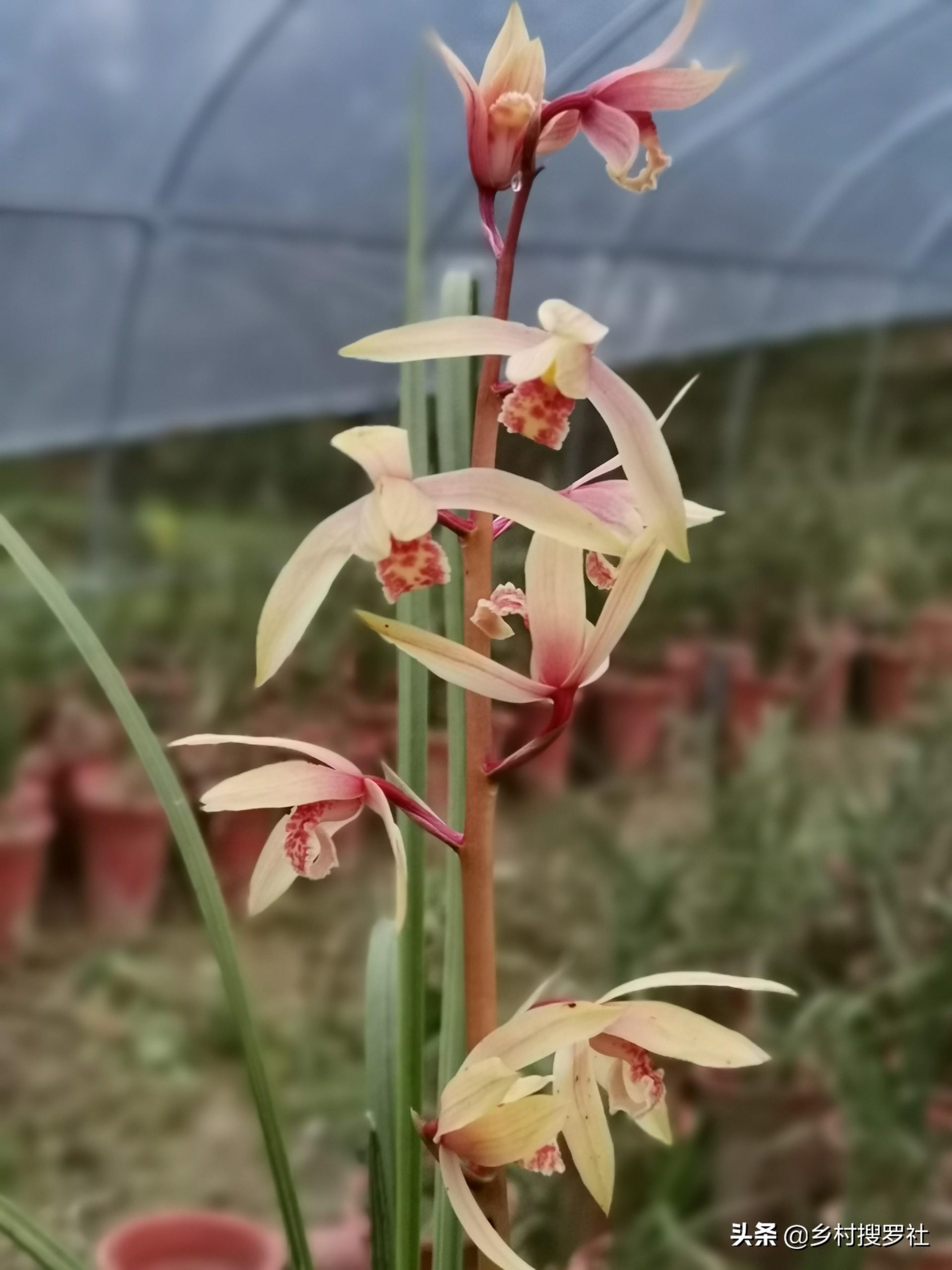 白玉兰花几月份开花