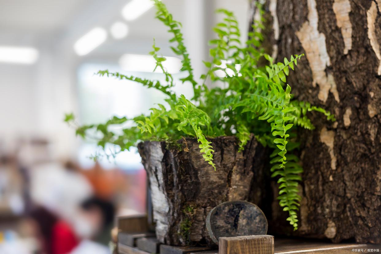 最耐阴的十大室内花卉有哪些