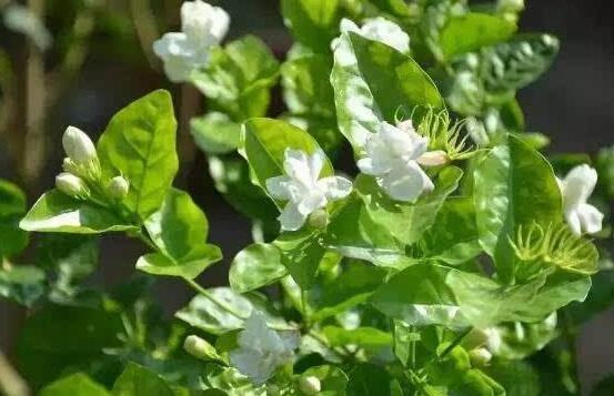 双色茉莉花什么时候开花