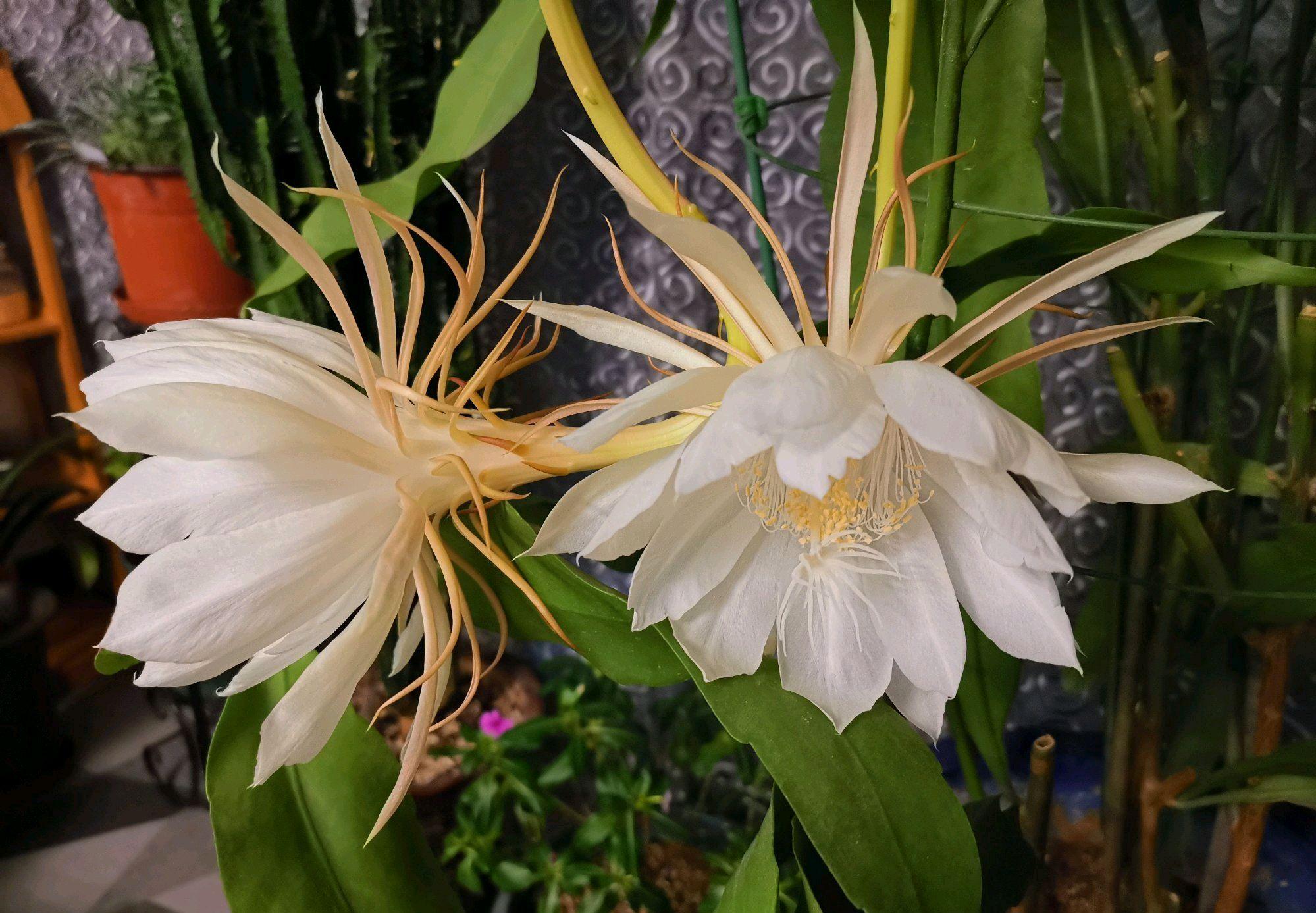 昙花多长时间开一次花期