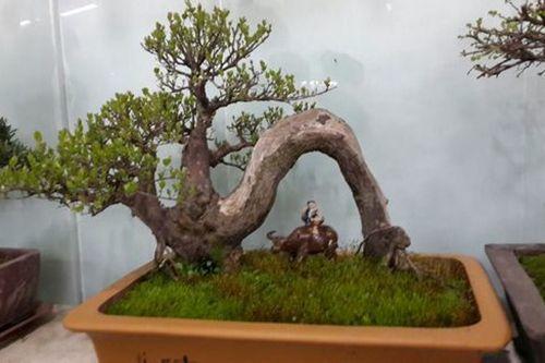 雀梅盆景风水寓意是什么