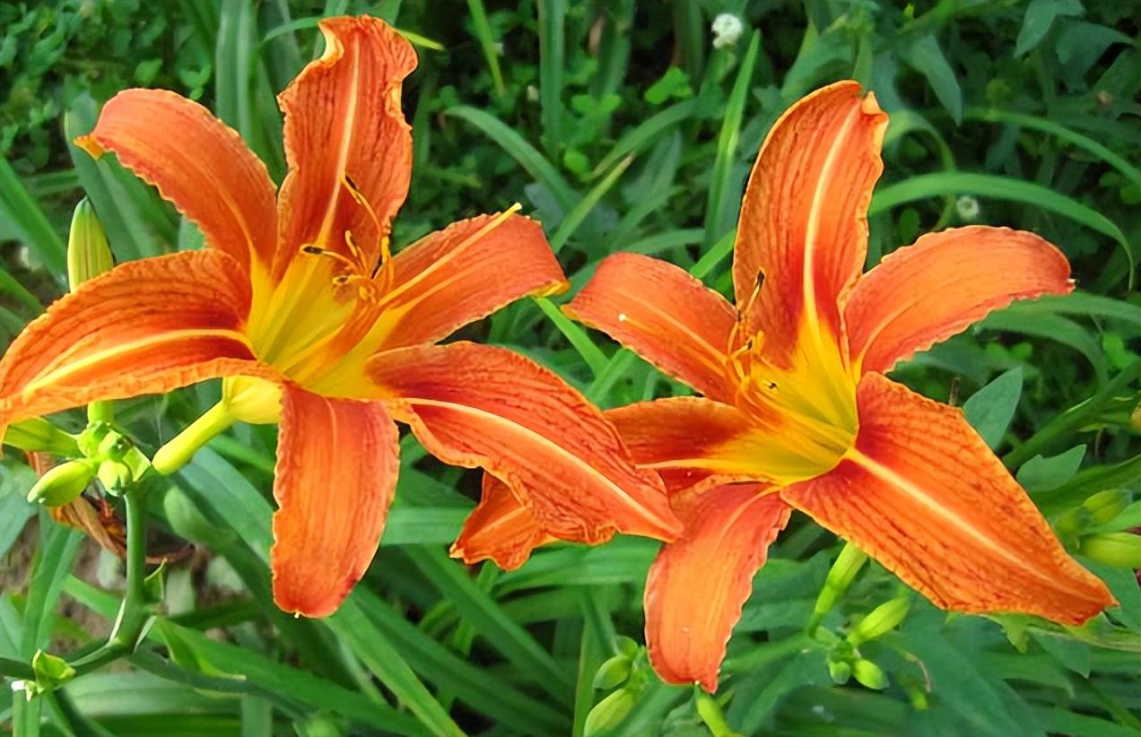 宿根花卉有哪些特点