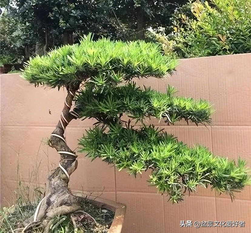 适合北方种的罗汉松品种有哪些